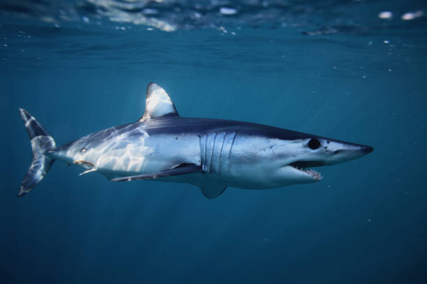 cartilaginous fish