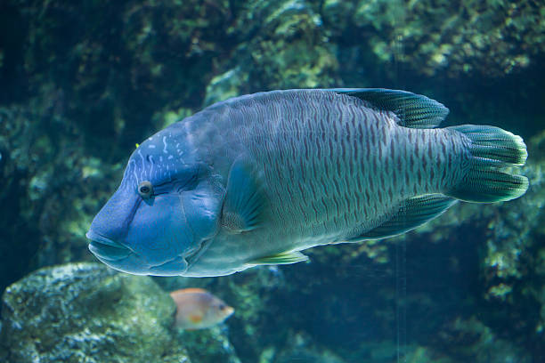 lobe-finned fish