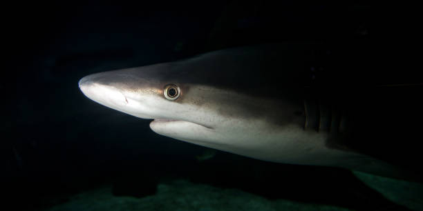  cartilaginous fish 