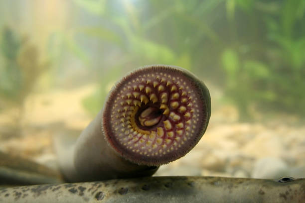 Lamprey