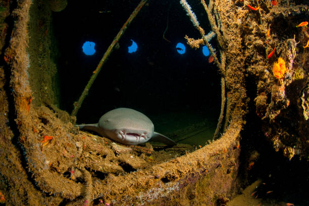 cartilaginous fish