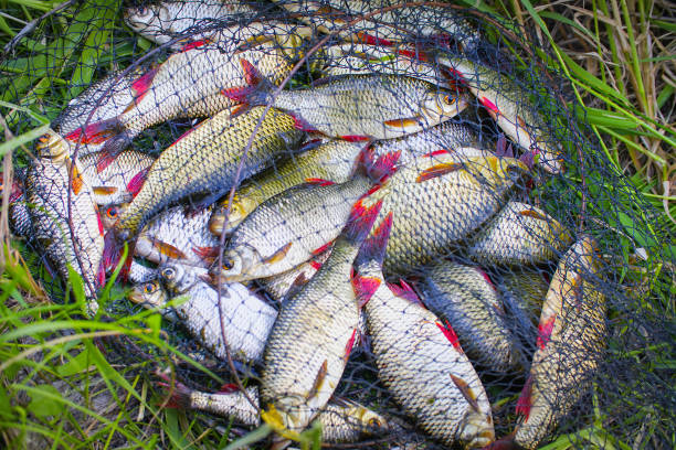 Most Eaten Lake Fish?