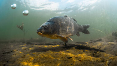 Pond Depth