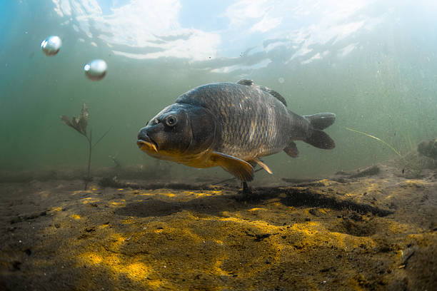 Pond Depth