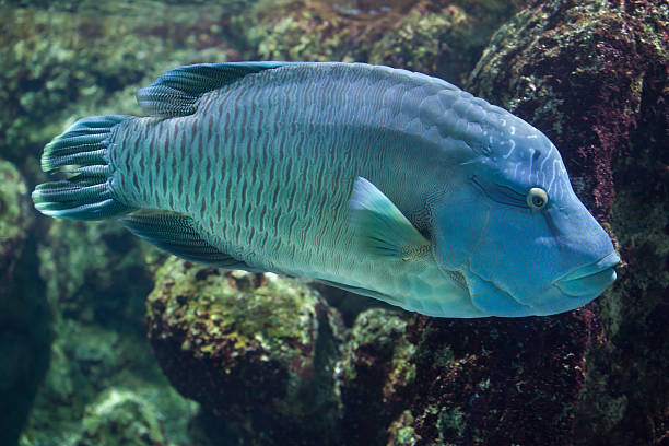 lobe-finned fish