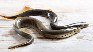 lampreys