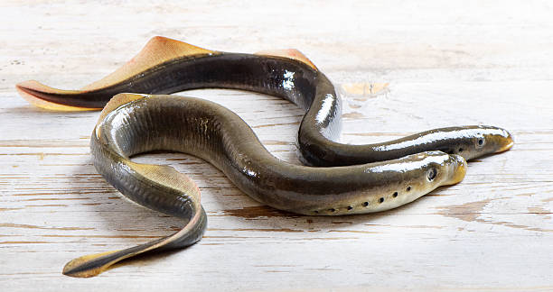 lampreys