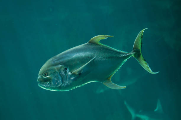 Agnatha fish